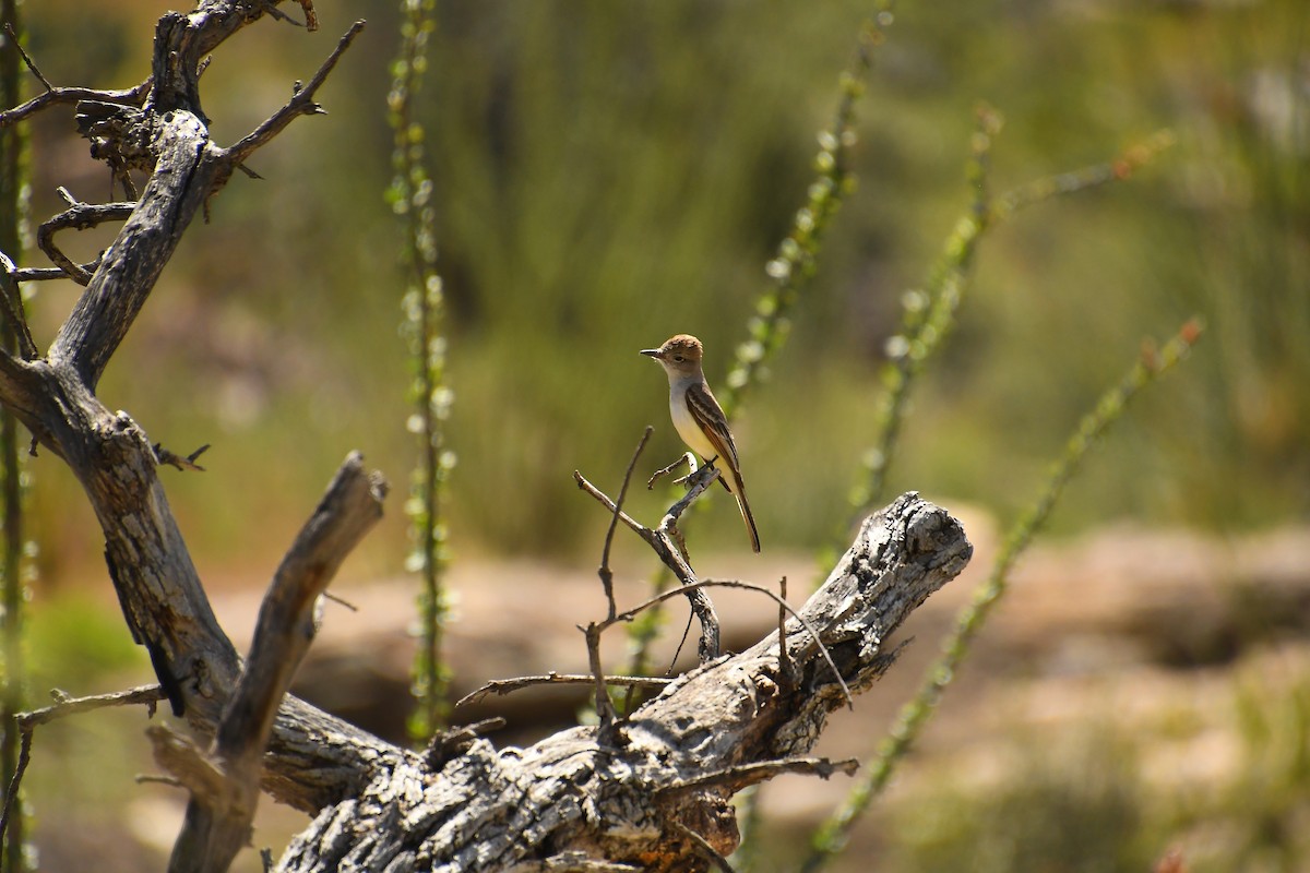 Brown-crested Flycatcher - ML617752216