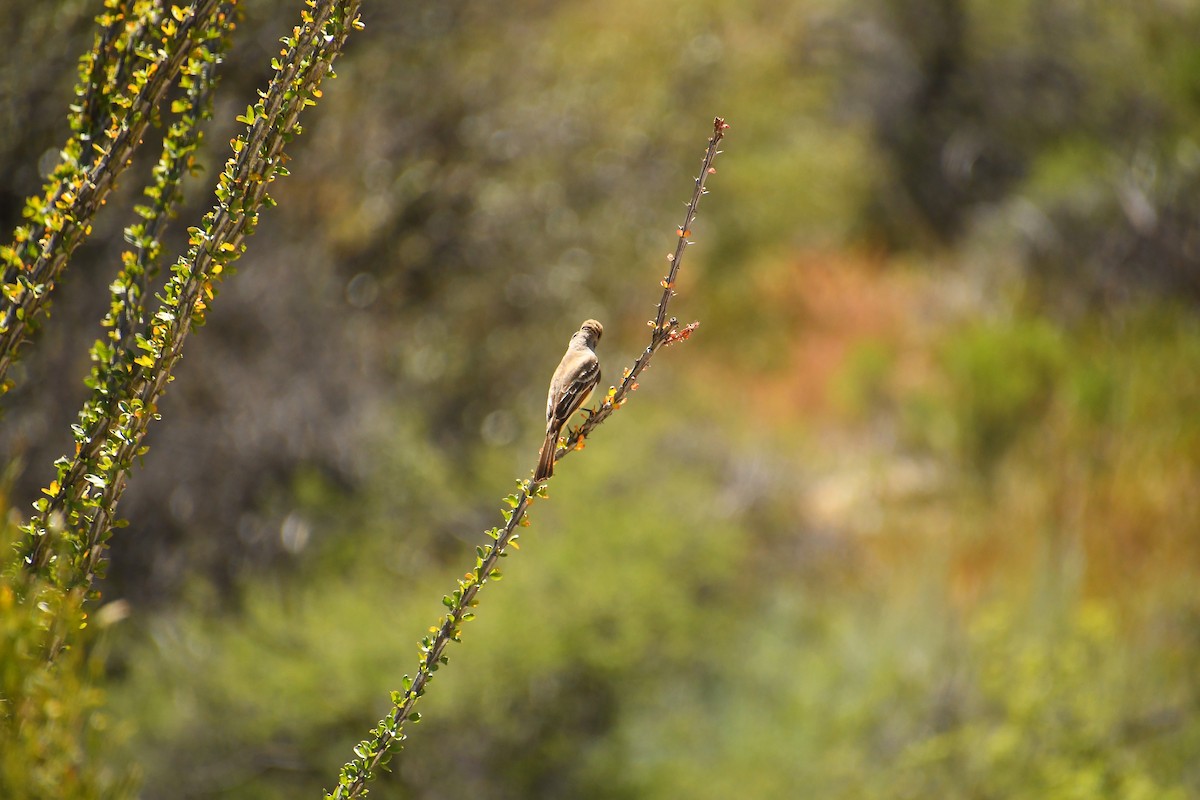 Brown-crested Flycatcher - ML617752217