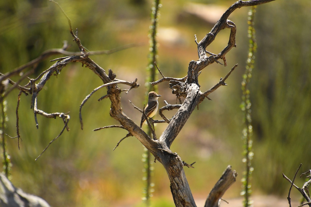 Brown-crested Flycatcher - ML617752219