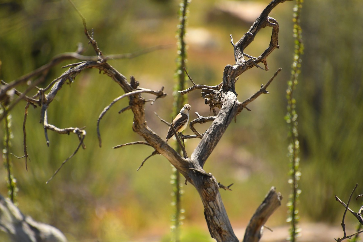 Brown-crested Flycatcher - ML617752220