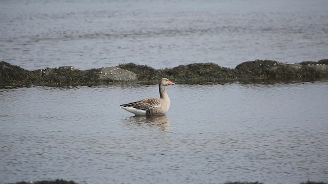 Graylag Goose (European) - ML617752273