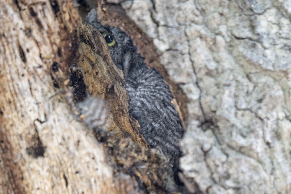 Western Screech-Owl - Carla Butz