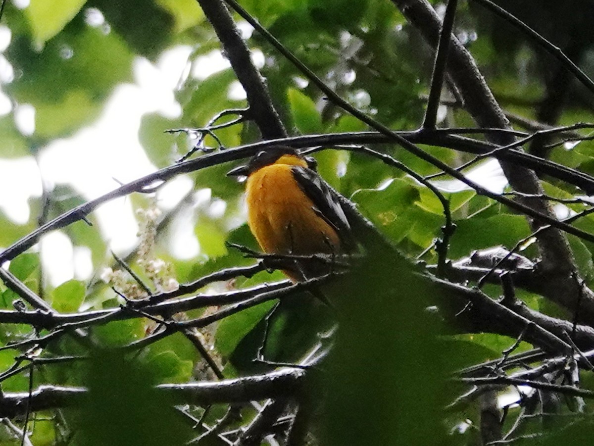 White-winged Shrike-Tanager - ML617752312