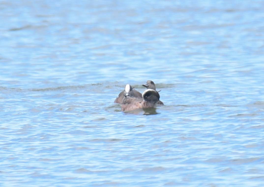 American Wigeon - Kathy Marche