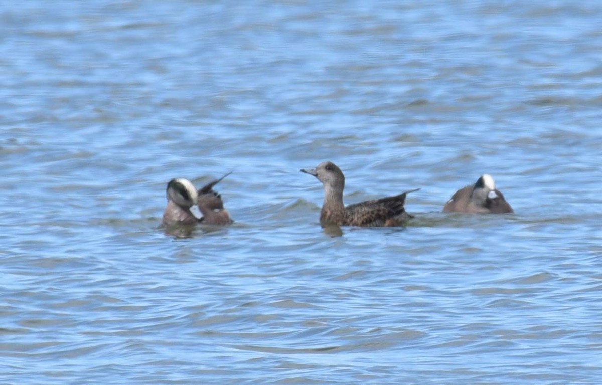 Canard d'Amérique - ML617752328