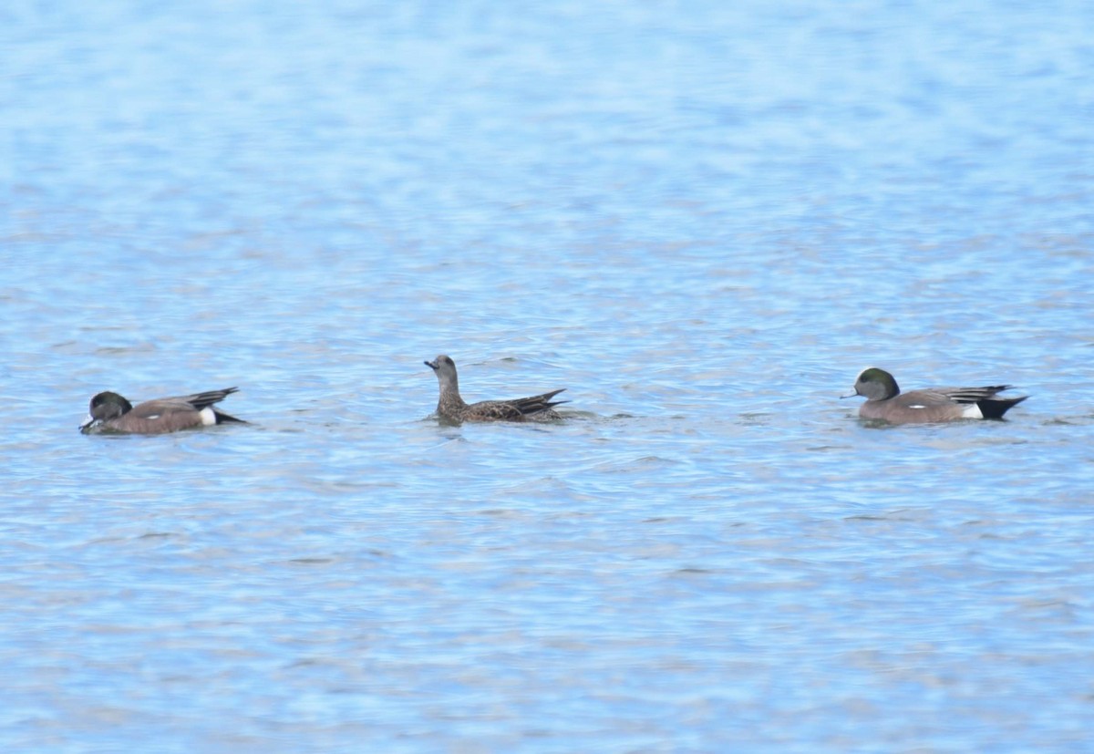 American Wigeon - ML617752329