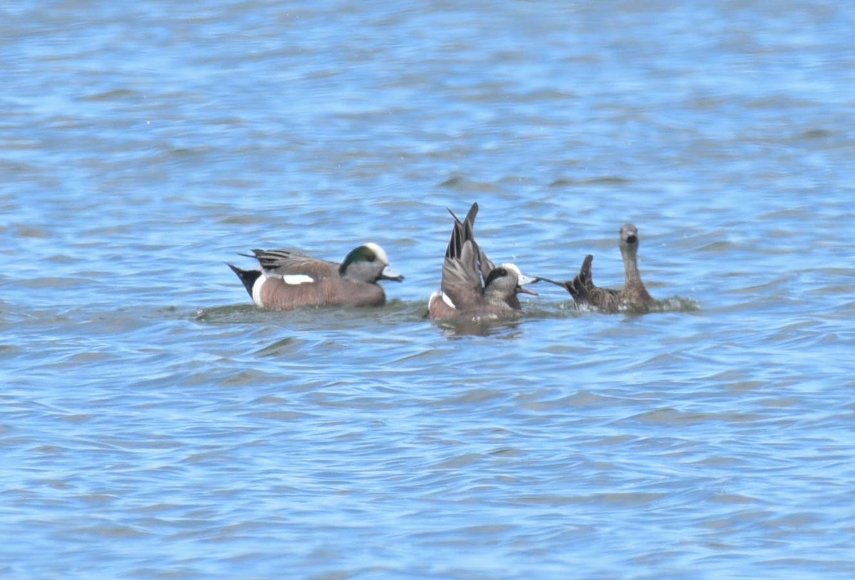 Canard d'Amérique - ML617752330