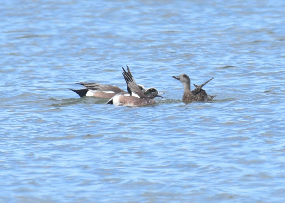 American Wigeon - ML617752331