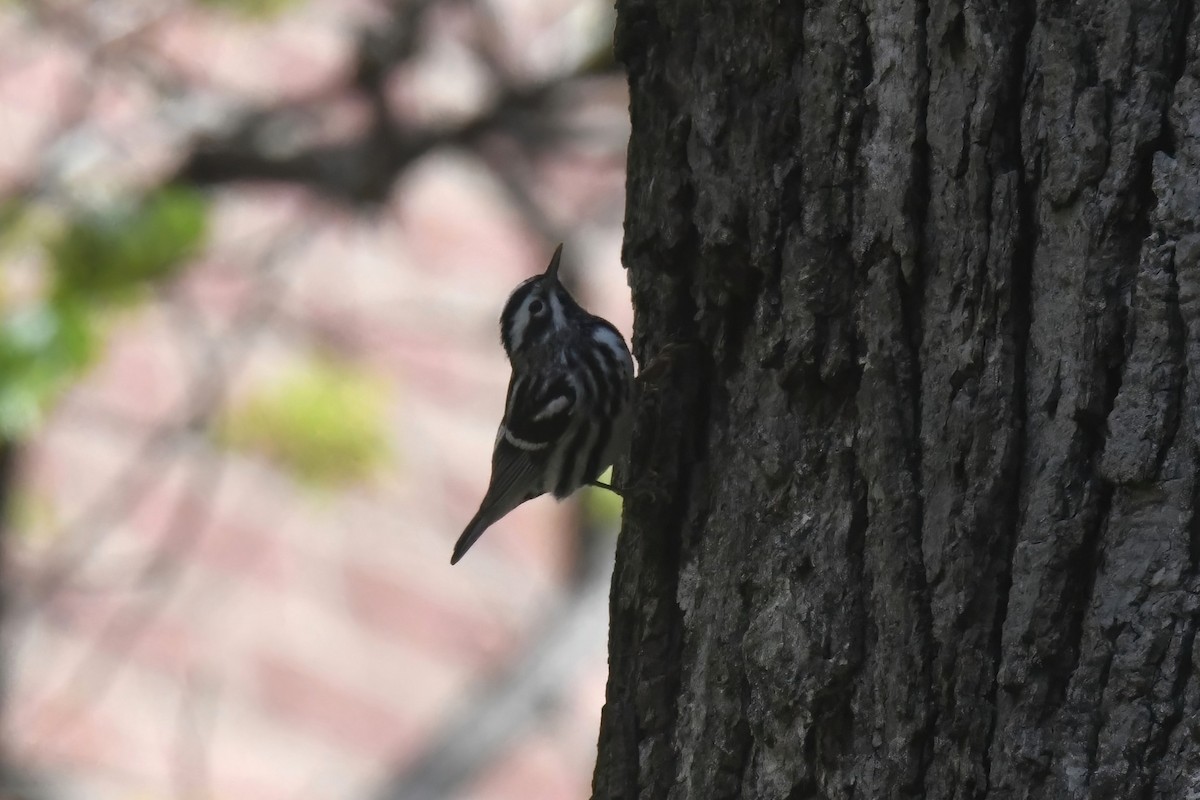 Black-and-white Warbler - ML617752334