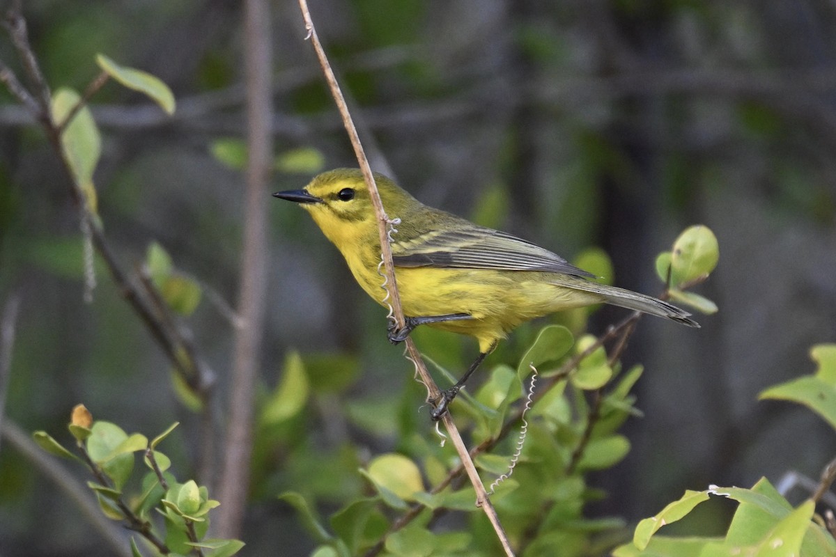 Vitelline Warbler - Simon Artuch