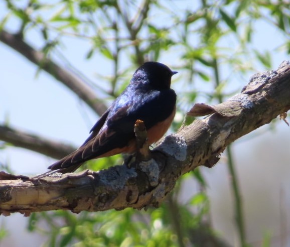 Barn Swallow - Fred Dike