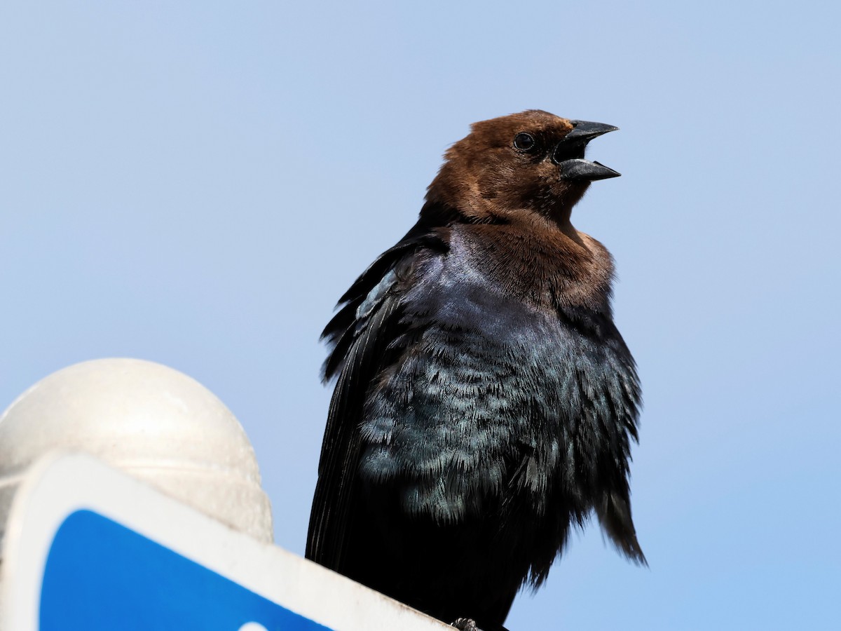 Brown-headed Cowbird - Torgil Zethson