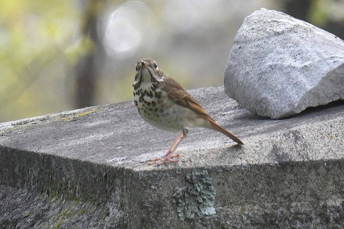 Hermit Thrush - ML617752463