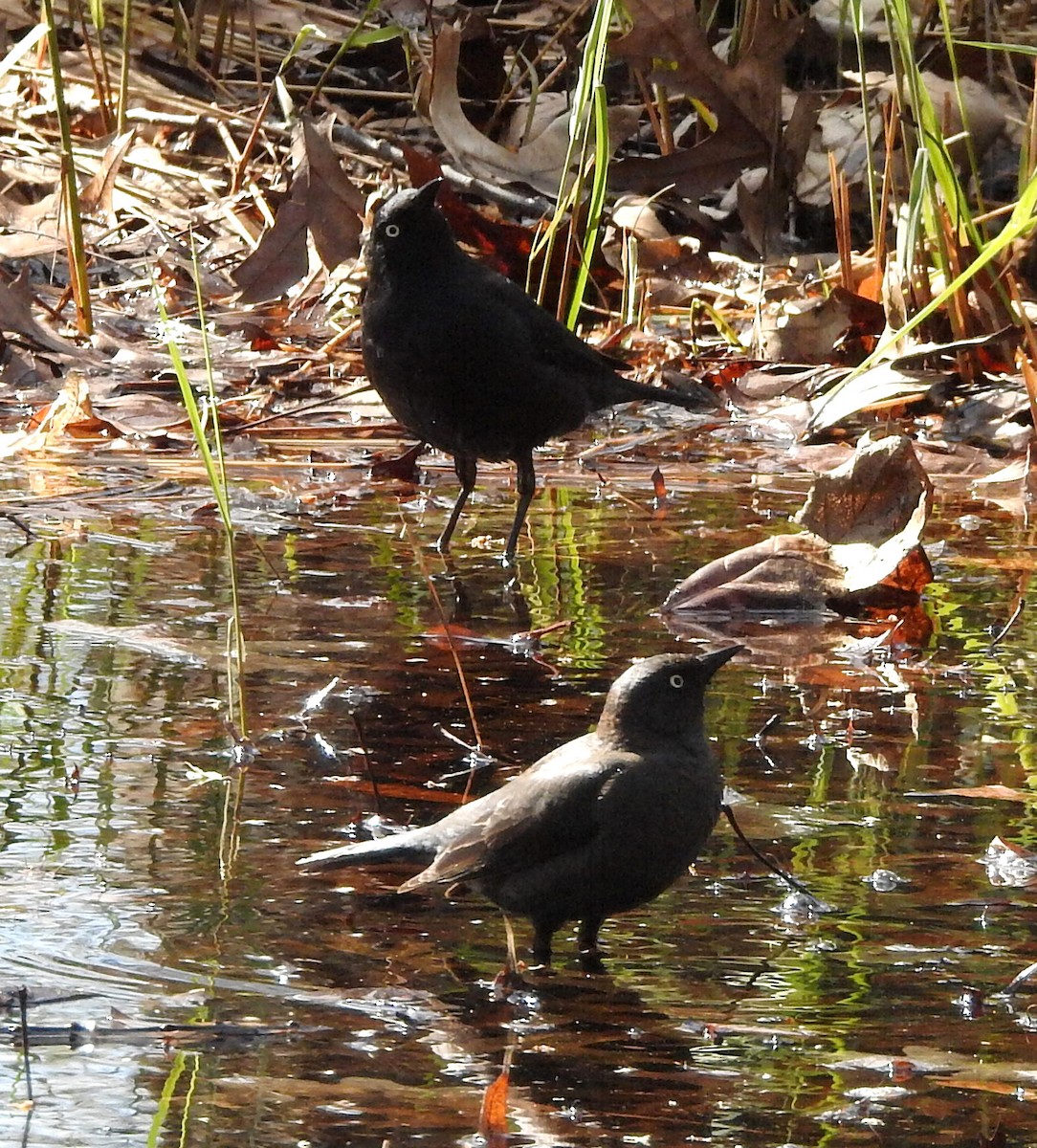 Rusty Blackbird - ML617752496