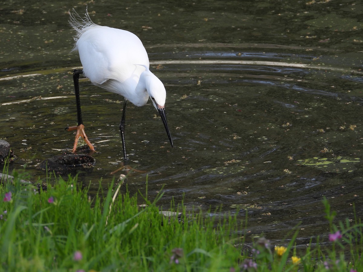 Little Egret - Kirk Doerger