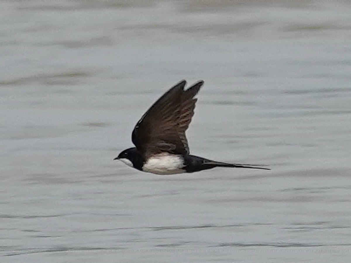 Black-collared Swallow - Barry Reed