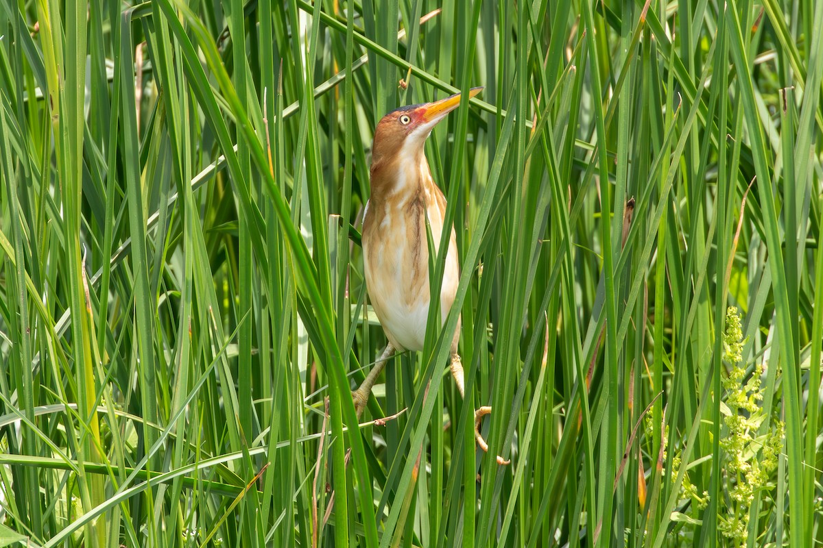 Least Bittern - ML617752558