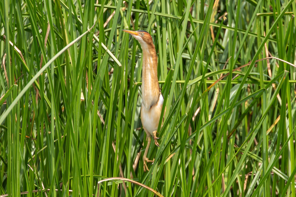 Least Bittern - ML617752559