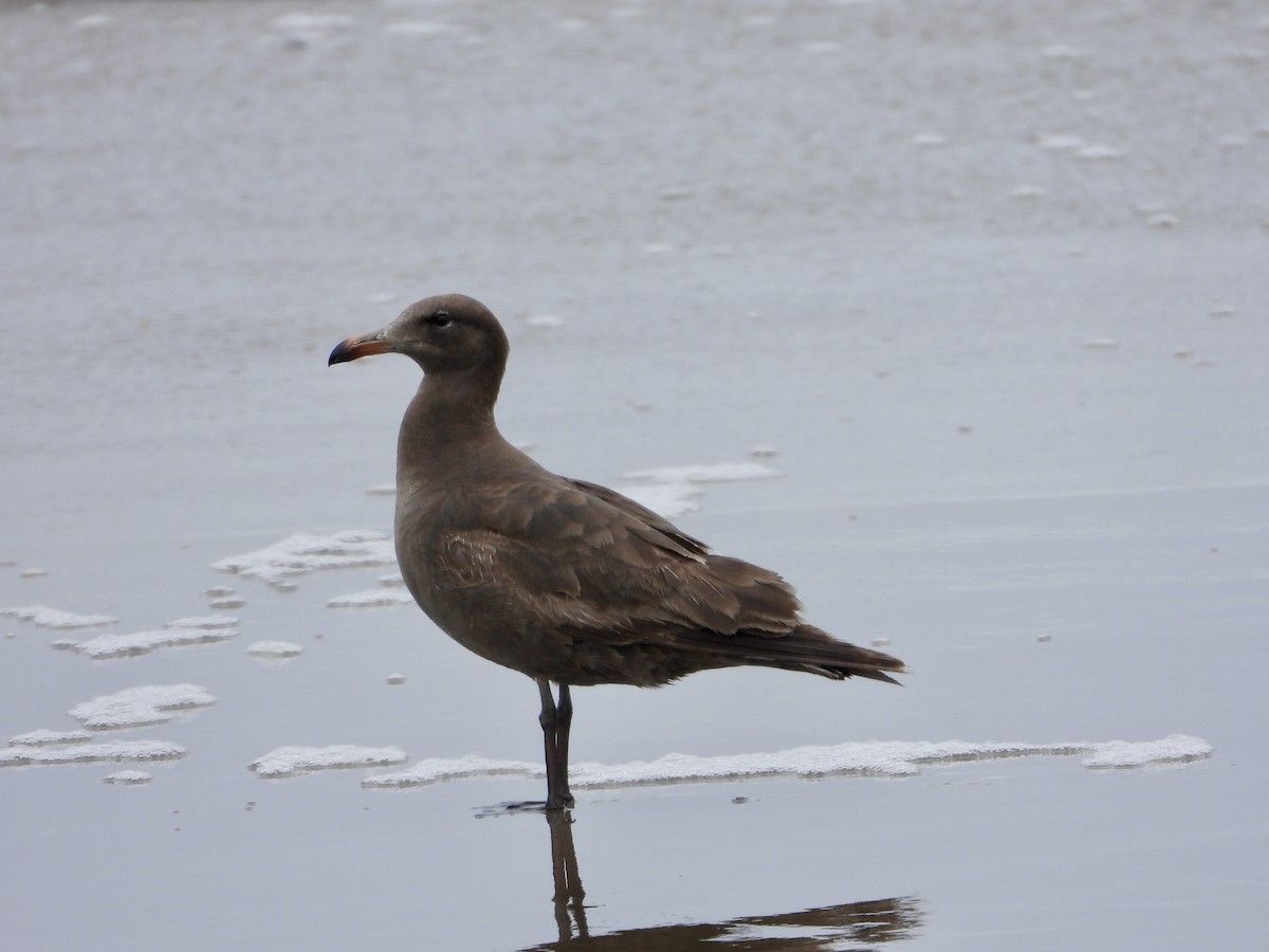 Heermann's Gull - ML617752566