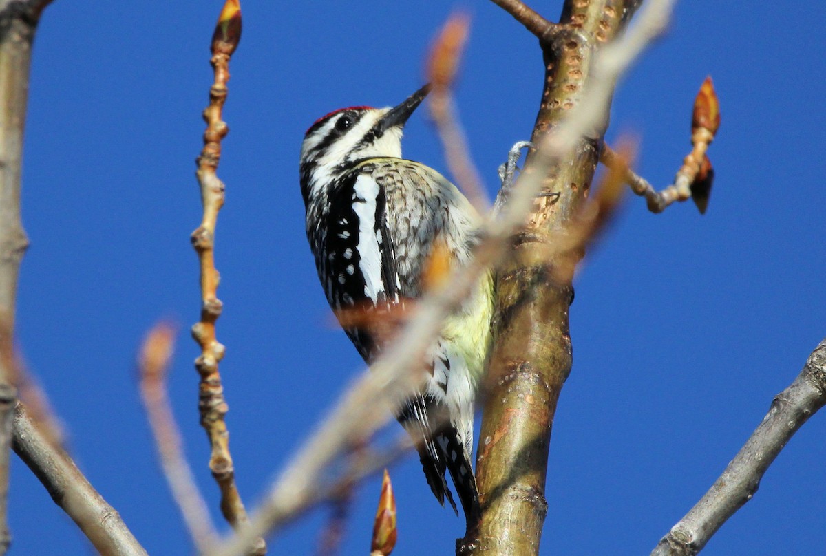 נקר צהוב-בטן - ML617752585