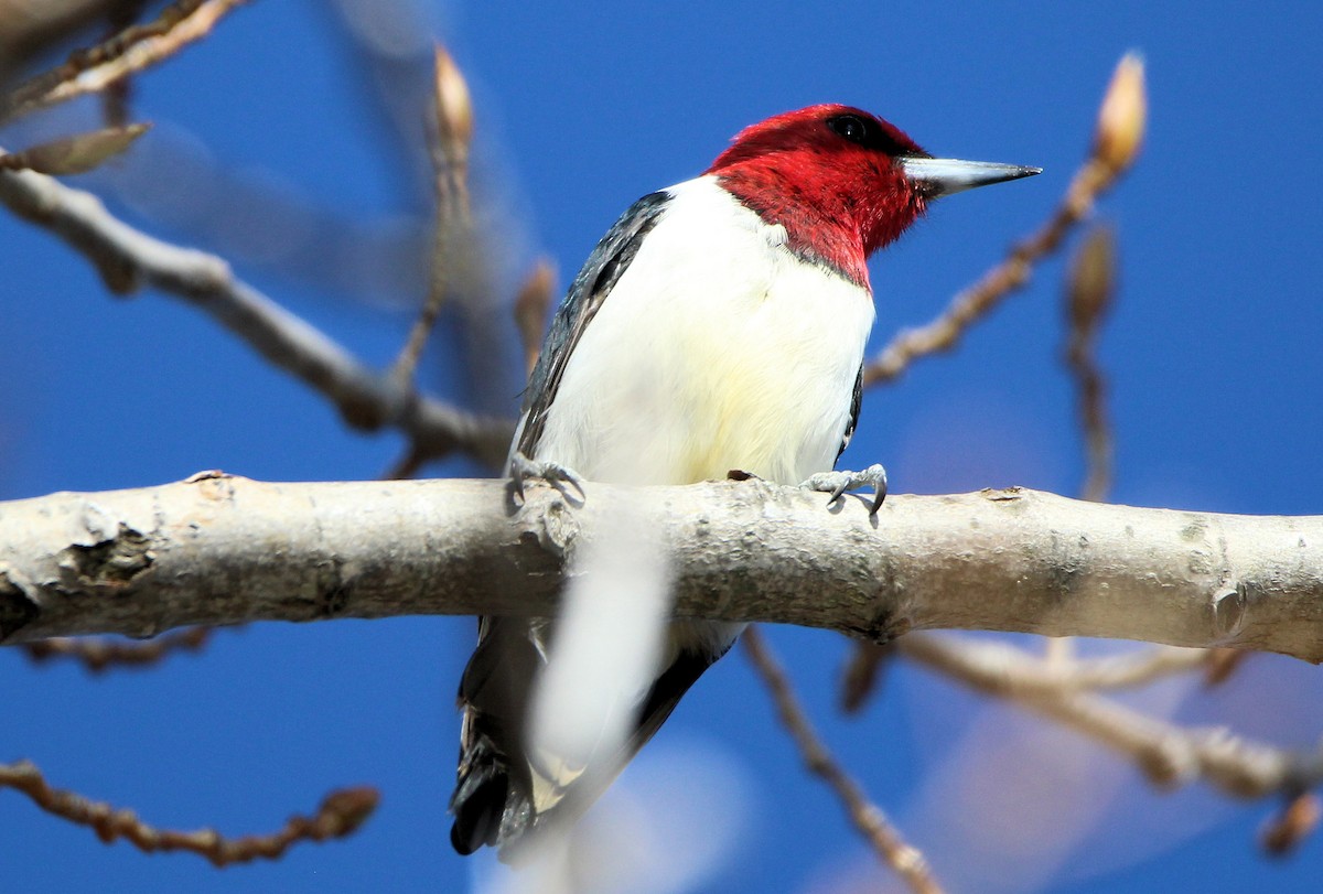 Red-headed Woodpecker - ML617752597