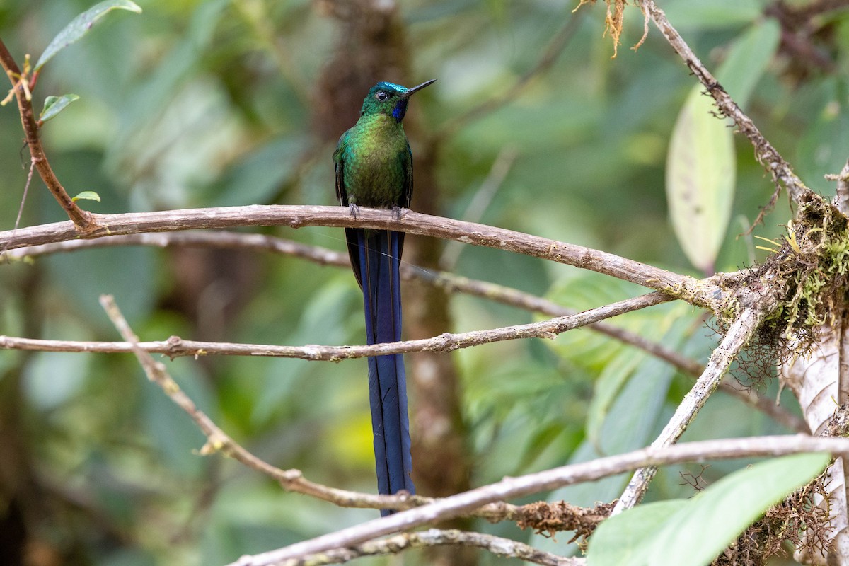 Violet-tailed Sylph - Michelle Martin