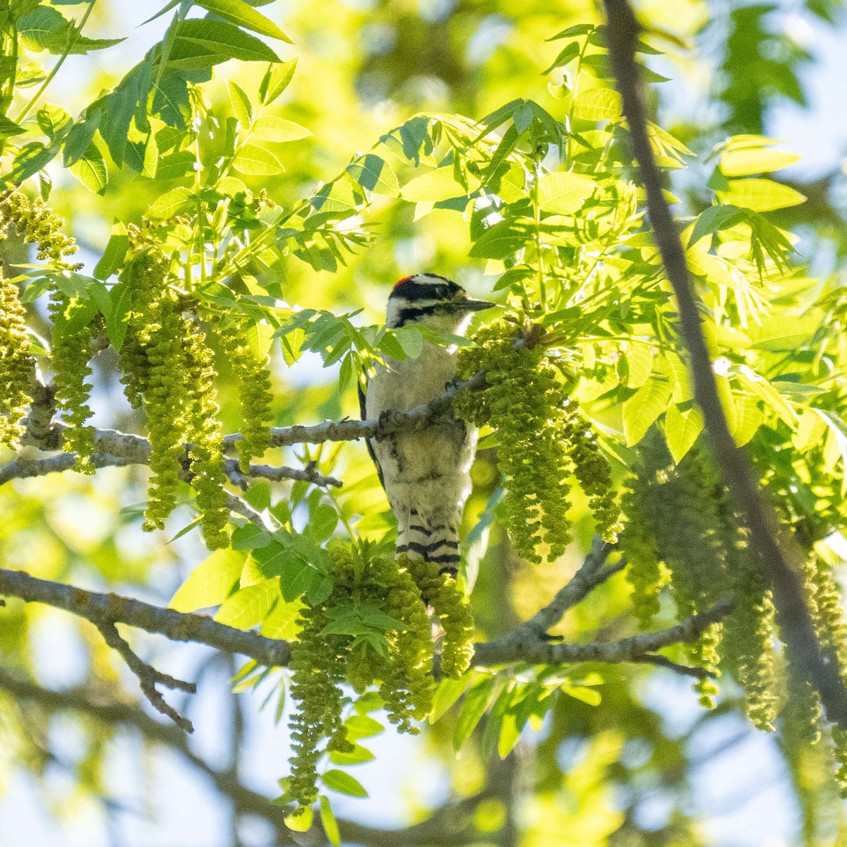 Downy Woodpecker - ML617752658