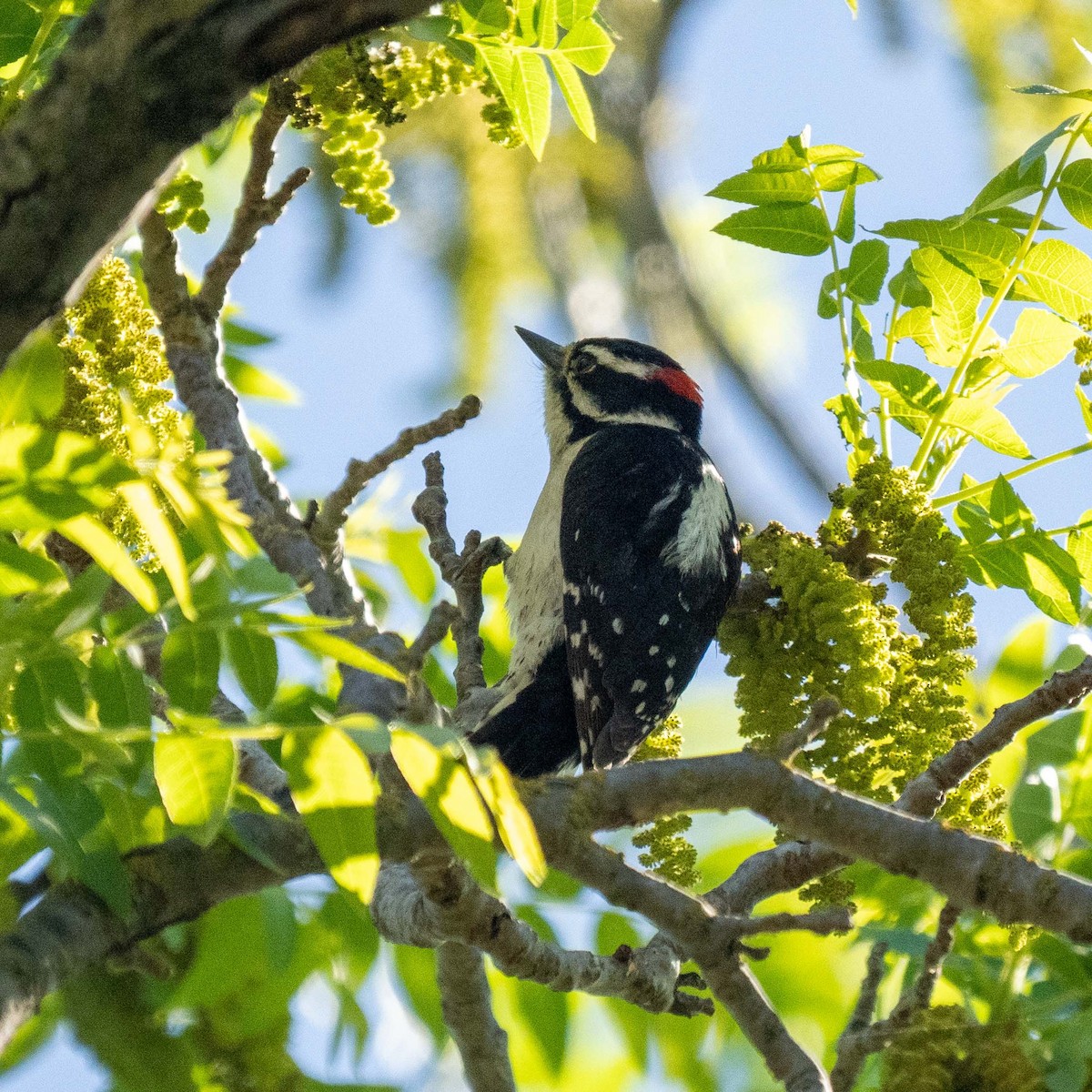 Downy Woodpecker - ML617752659