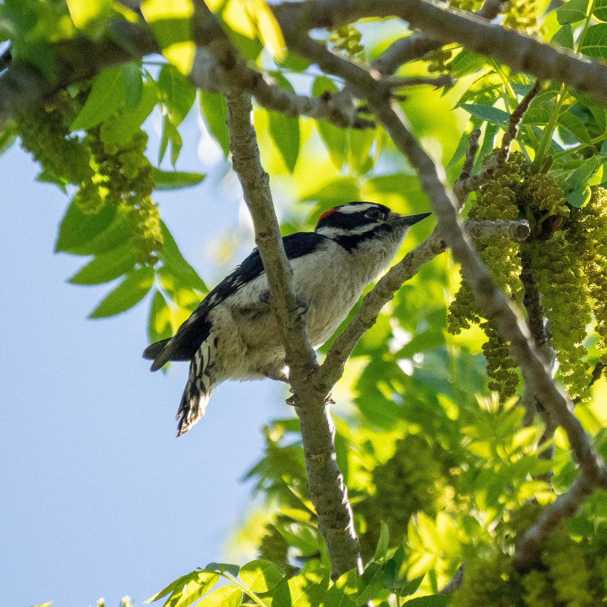 Downy Woodpecker - ML617752660