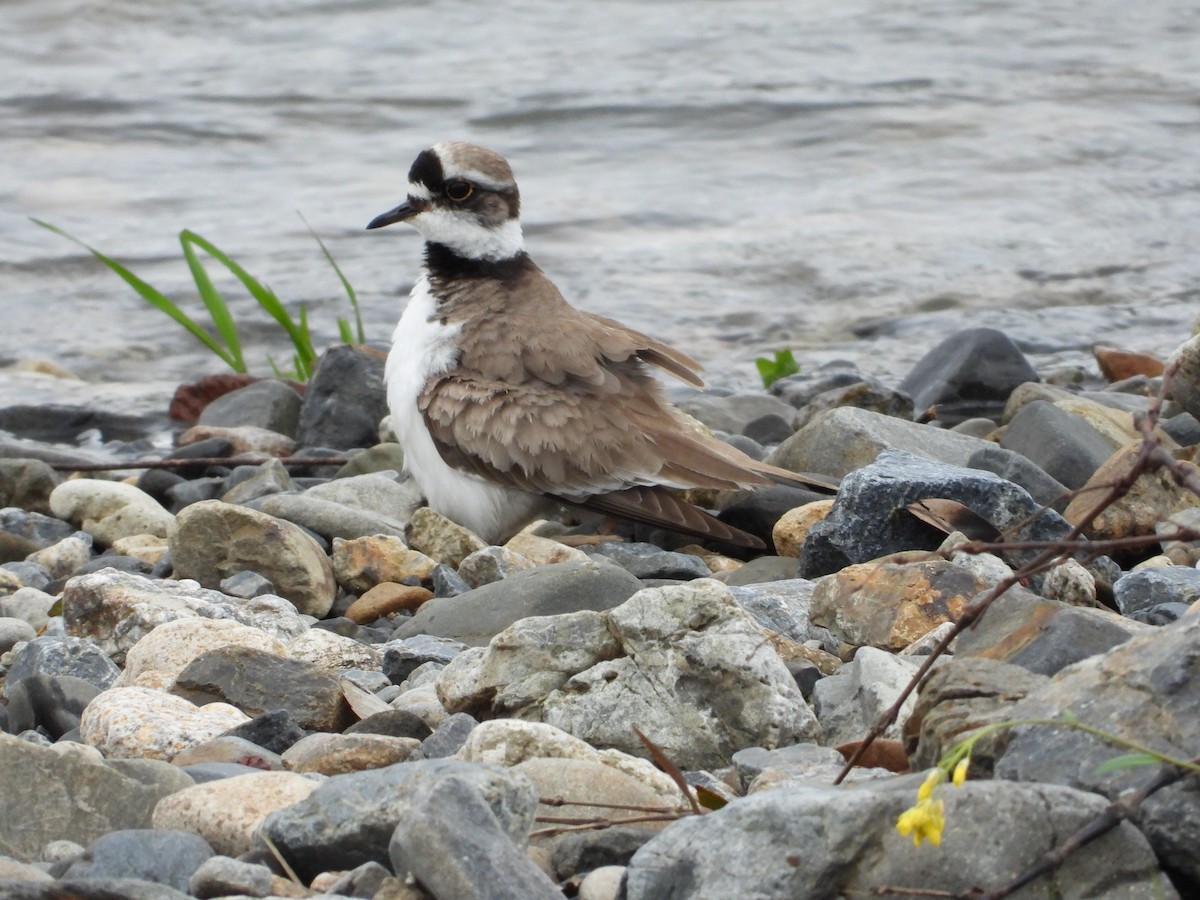 Long-billed Plover - Kirk Doerger