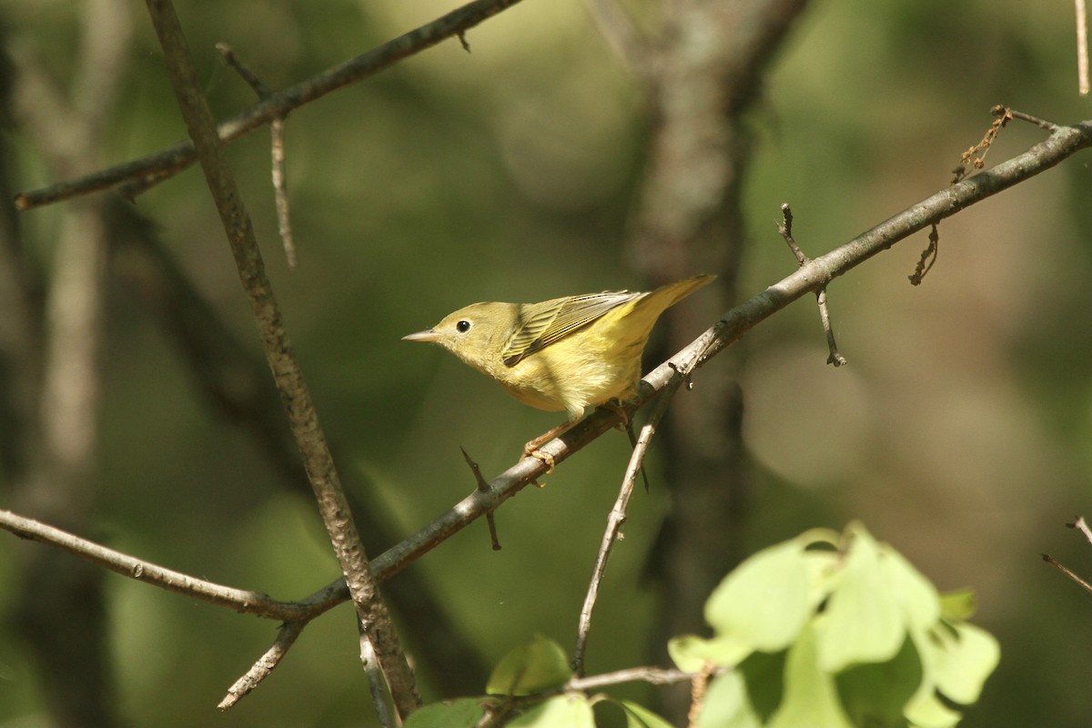 Yellow Warbler (Northern) - ML617752682