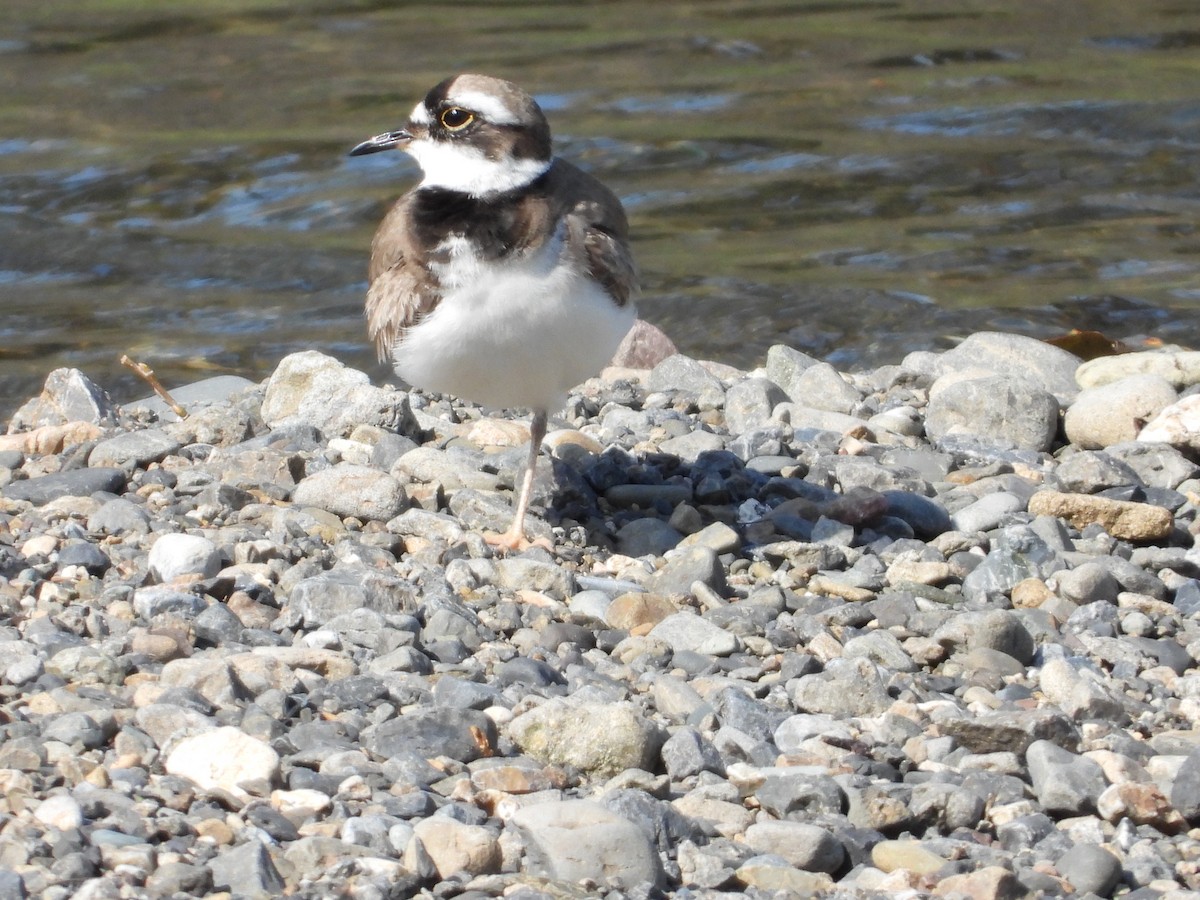 Long-billed Plover - Kirk Doerger