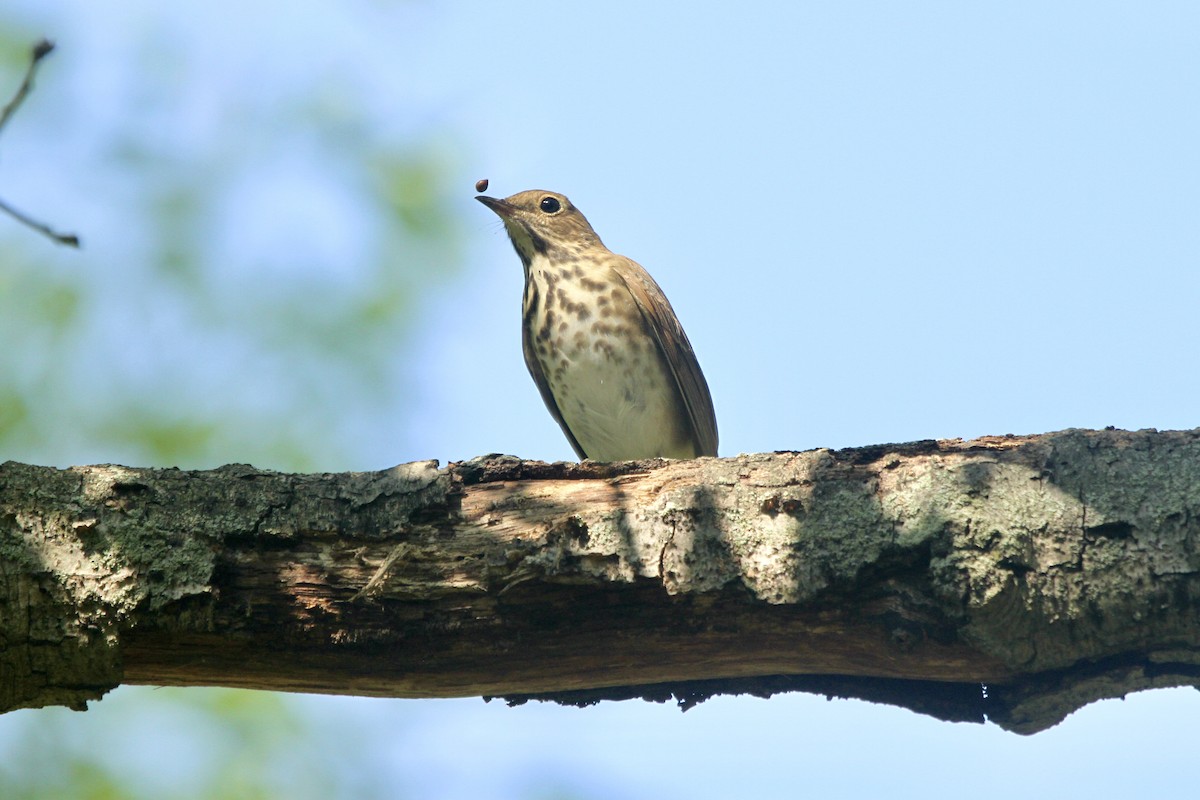 Hermit Thrush - ML617752691