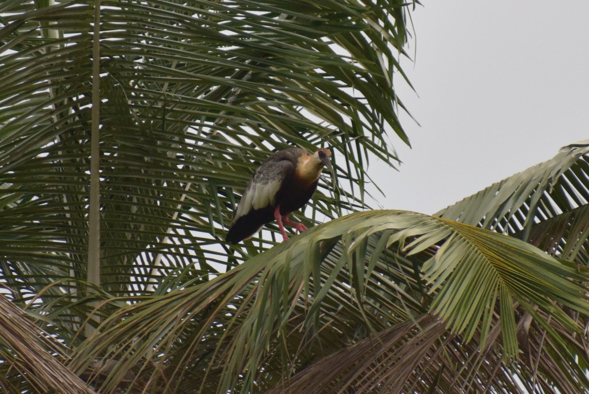 Buff-necked Ibis - ML617752741