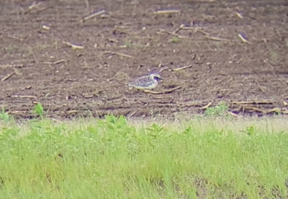 Black-bellied Plover - Jeffrey Harris