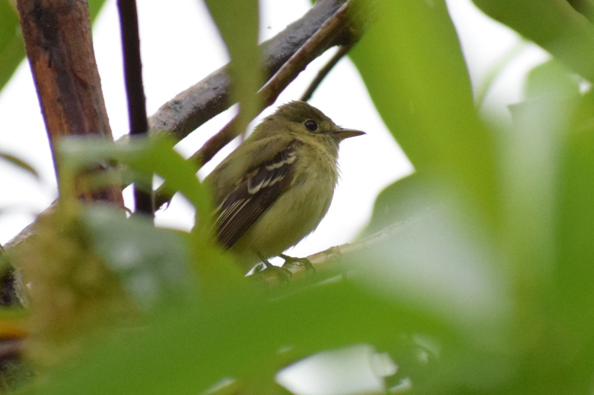 Acadian Flycatcher - ML617752799