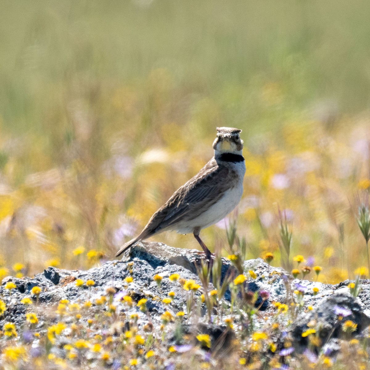 Horned Lark - ML617752825