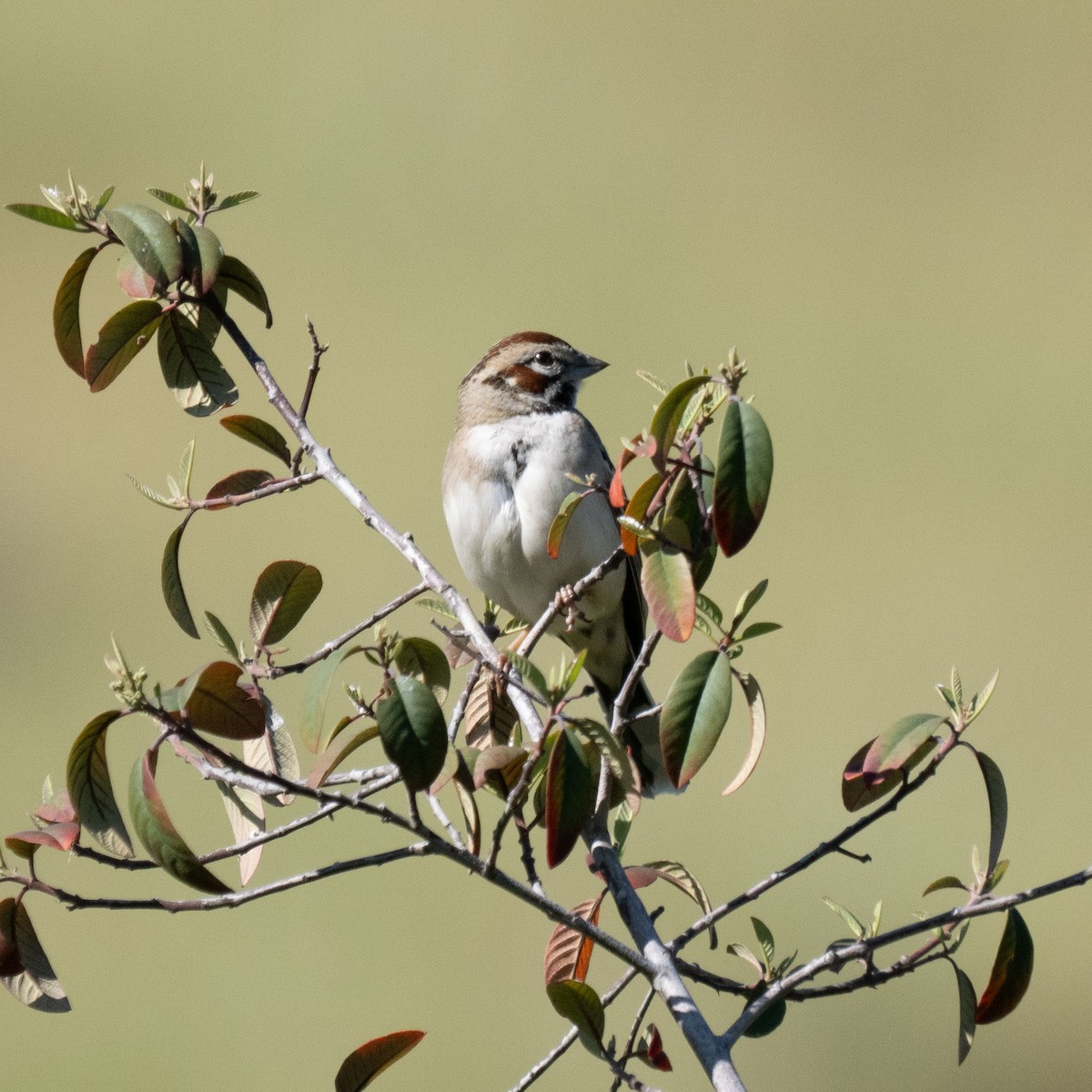 Lark Sparrow - ML617752846