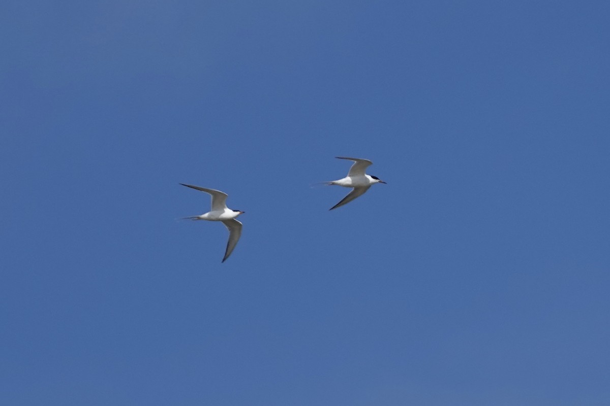 Forster's Tern - ML617752856