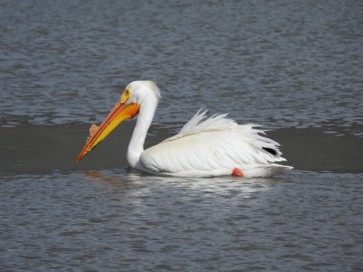 pelikán severoamerický - ML617752869