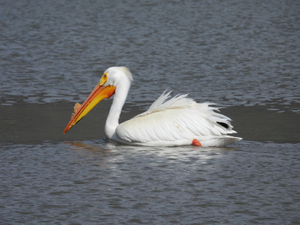 American White Pelican - ML617752869