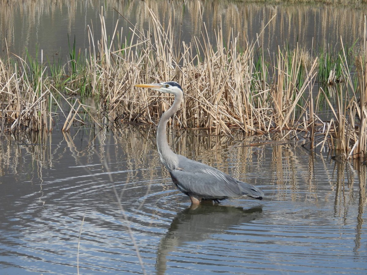 Great Blue Heron - ML617752884