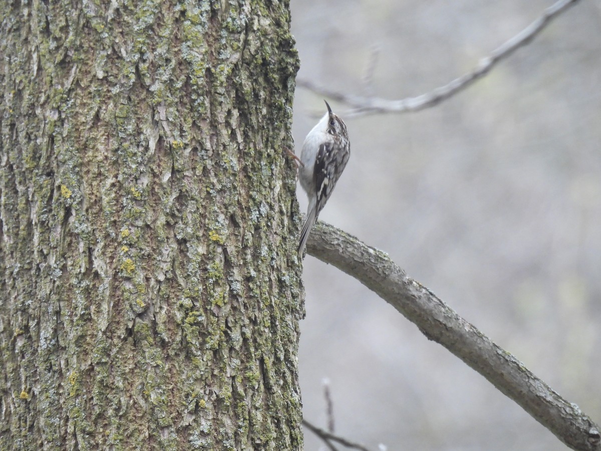 Brown Creeper - ML617752885