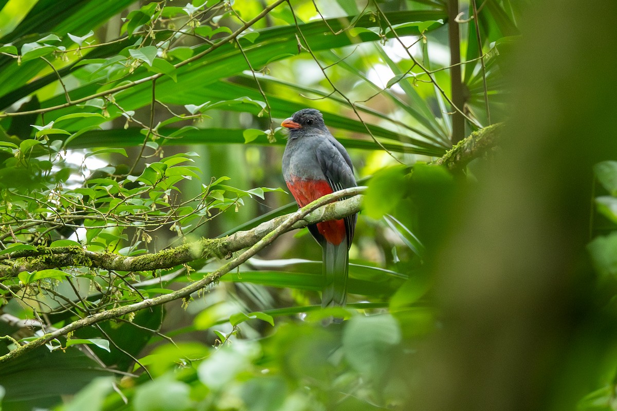 Slaty-tailed Trogon - ML617752886