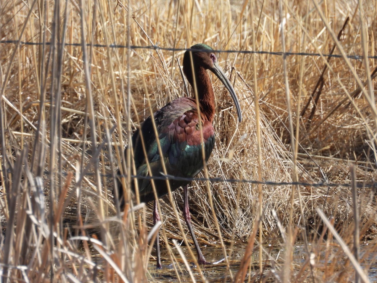 Glossy x White-faced Ibis (hybrid) - Benjamin Crook