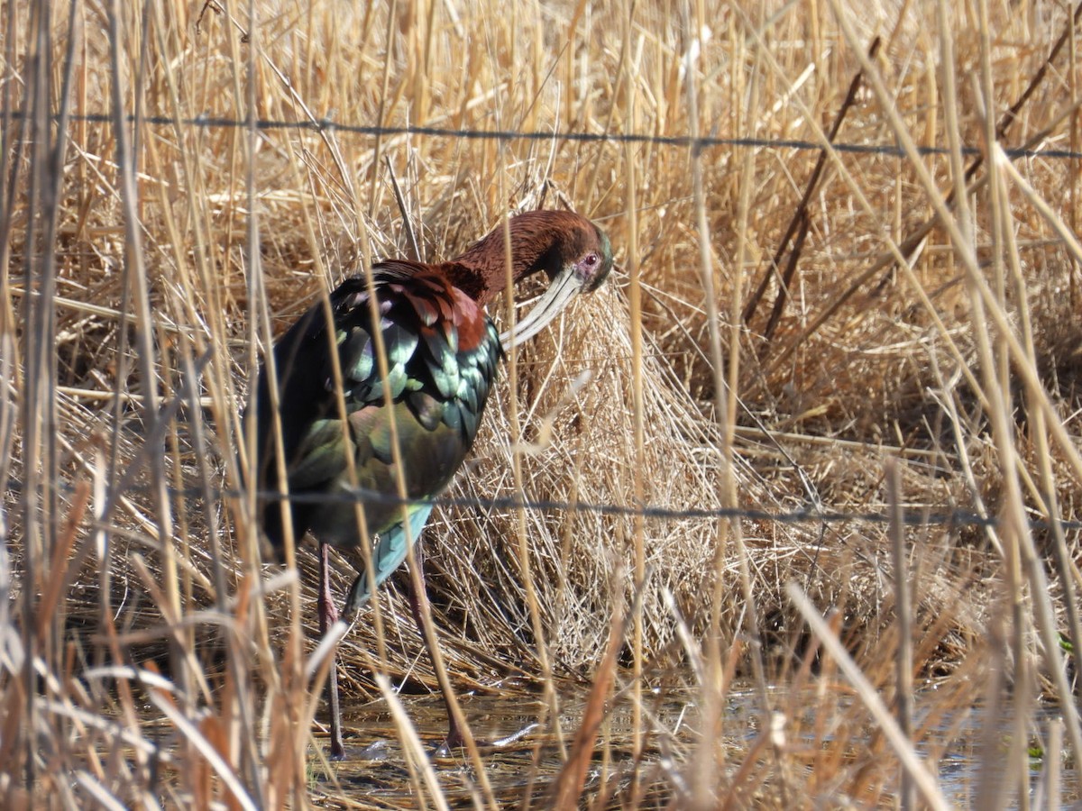 Glossy x White-faced Ibis (hybrid) - ML617752904