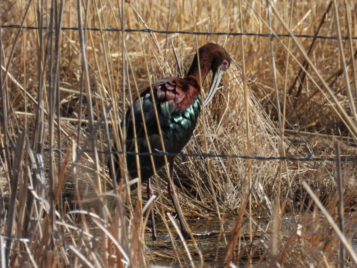 Glossy x White-faced Ibis (hybrid) - ML617752905