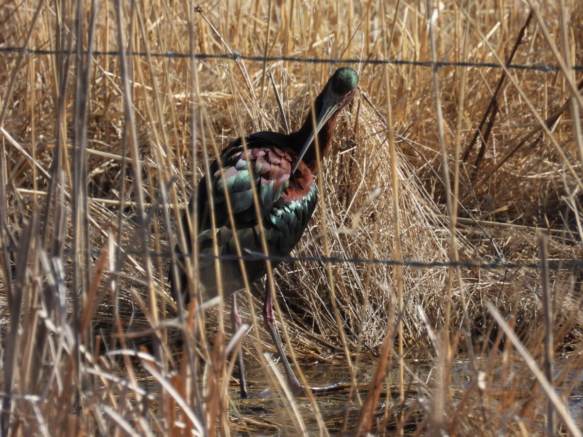 Glossy x White-faced Ibis (hybrid) - Benjamin Crook