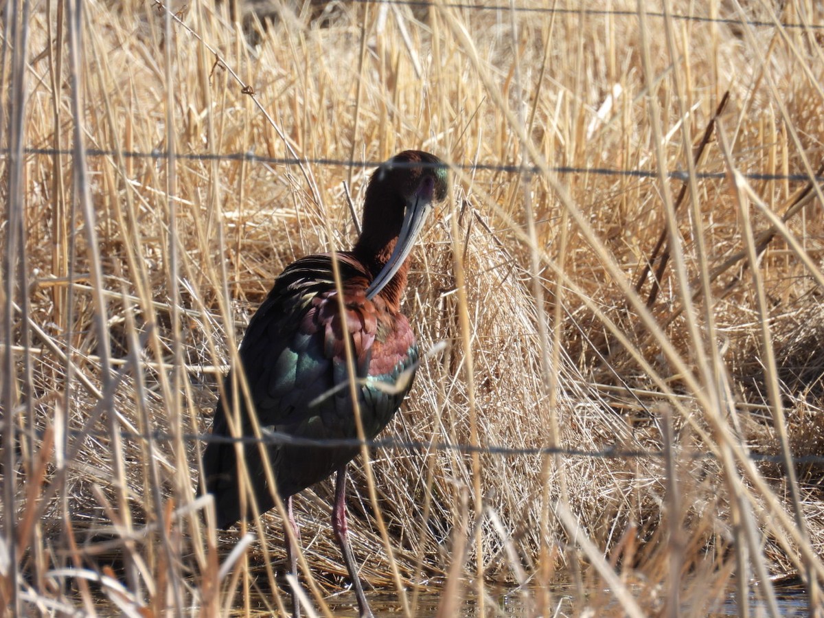 Glossy x White-faced Ibis (hybrid) - ML617752907