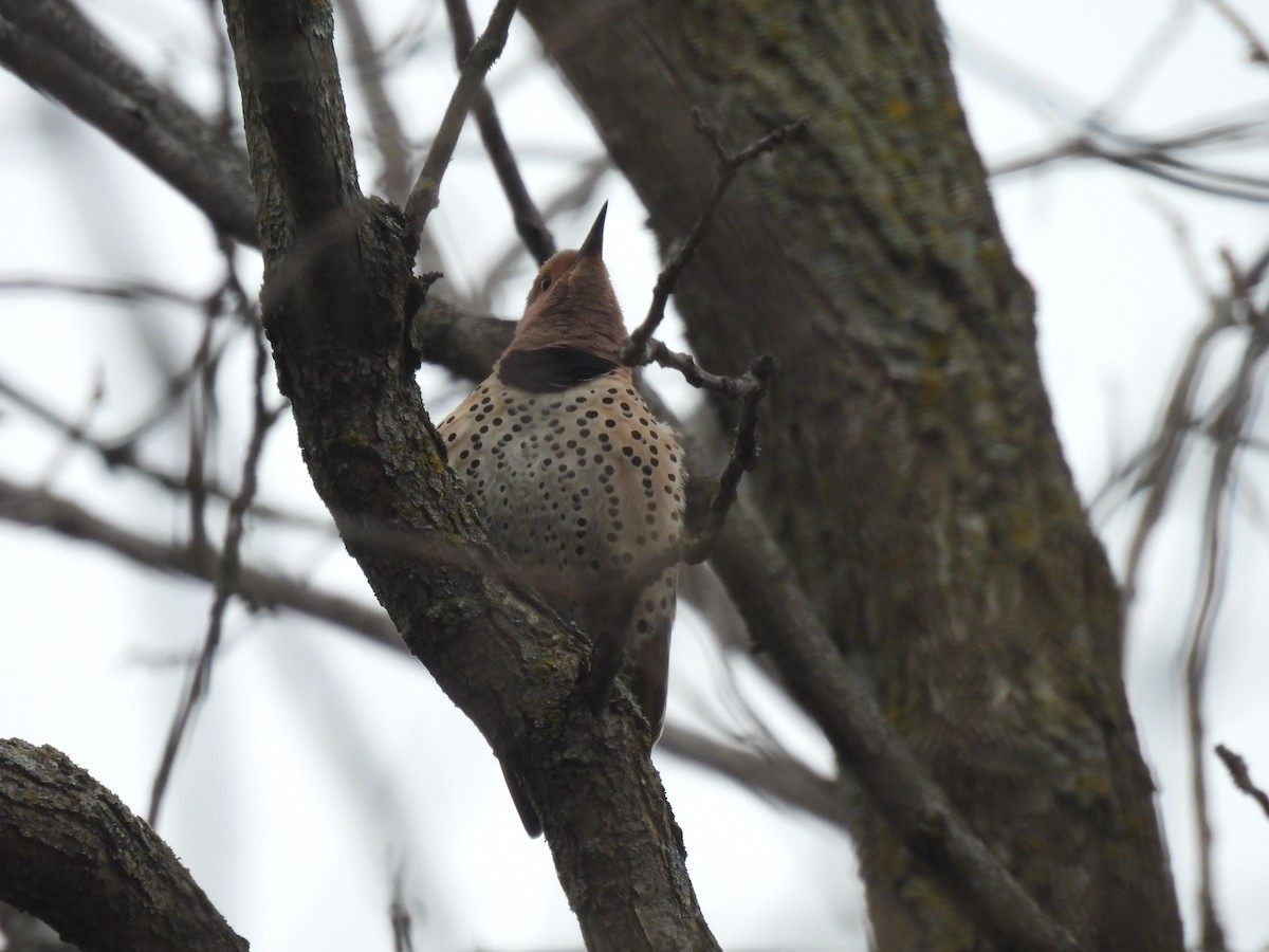 Northern Flicker - ML617752910